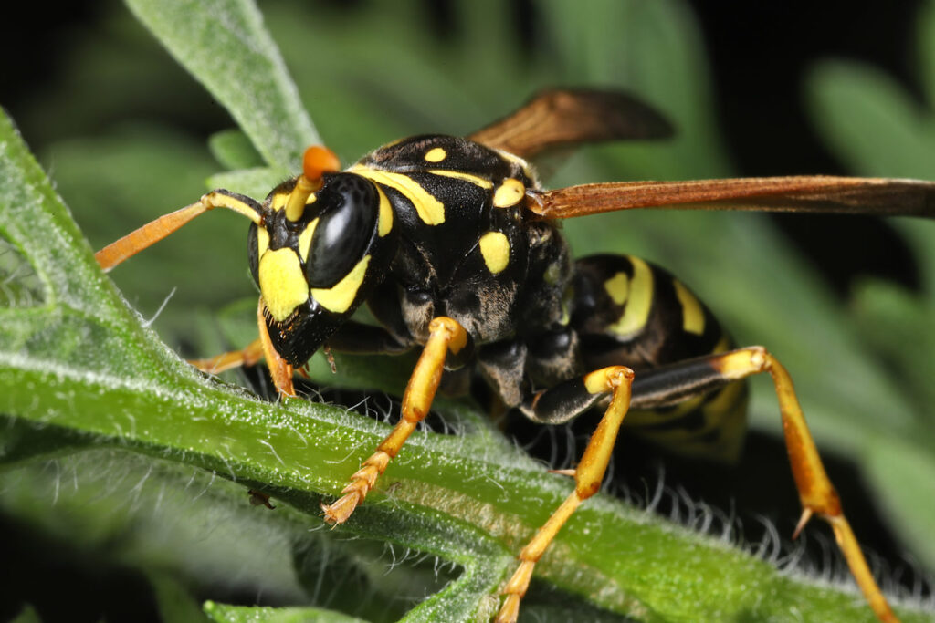 Hornet Control in Parks and Recreation Areas: Ensuring Visitor Safety in Kansas City