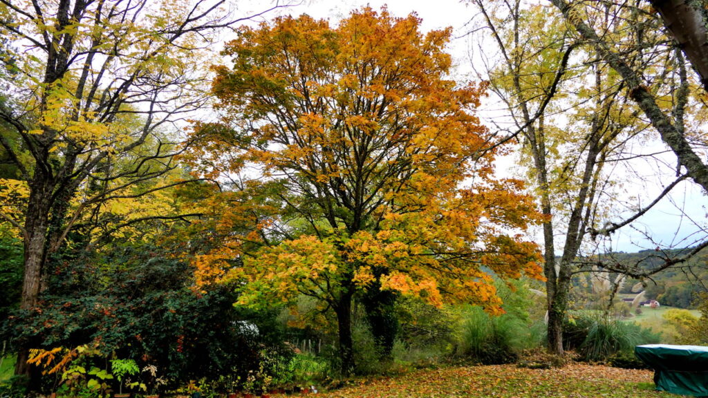 Trees That Wreck Pipes: Landscaping Choices You’ll Regret Later