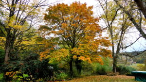 Trees That Wreck Pipes: Landscaping Choices You’ll Regret Later