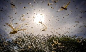 How Temecula’s Climate Affects Pest Activity Year-Round