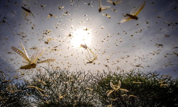 How Temecula’s Climate Affects Pest Activity Year-Round