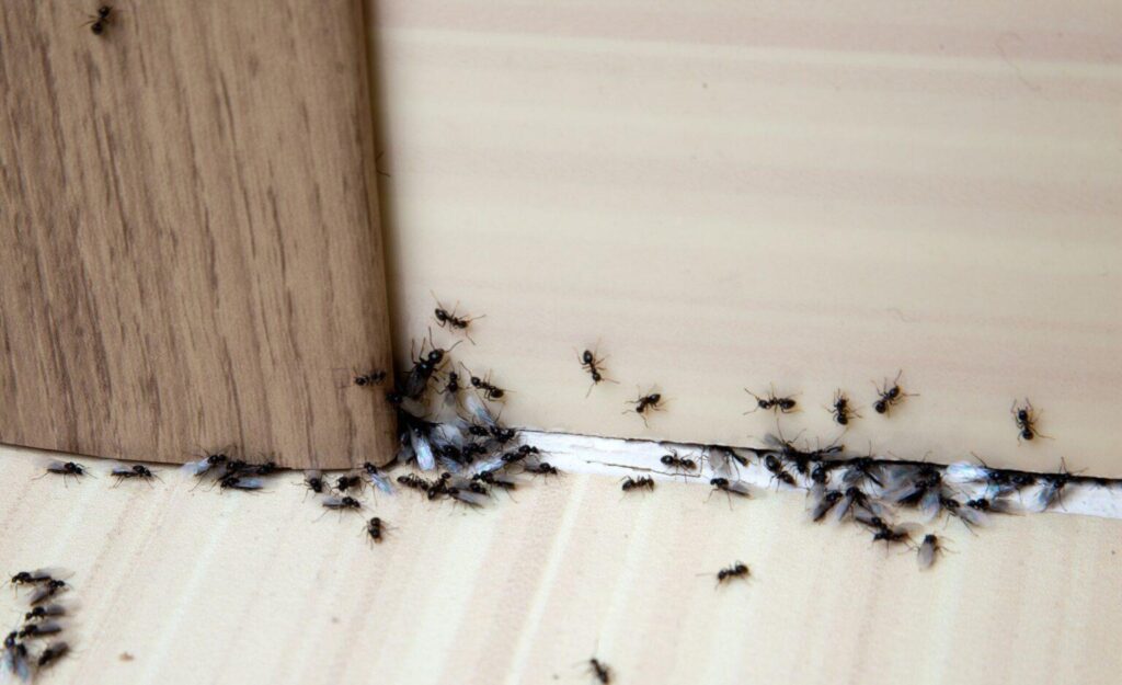 Common Pests That May Infest Older Homes in McKinney