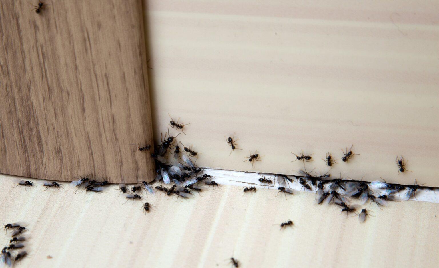 Common Pests That May Infest Older Homes in McKinney