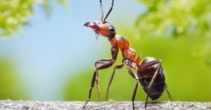 What Species of Ants are Common in St. Louis?