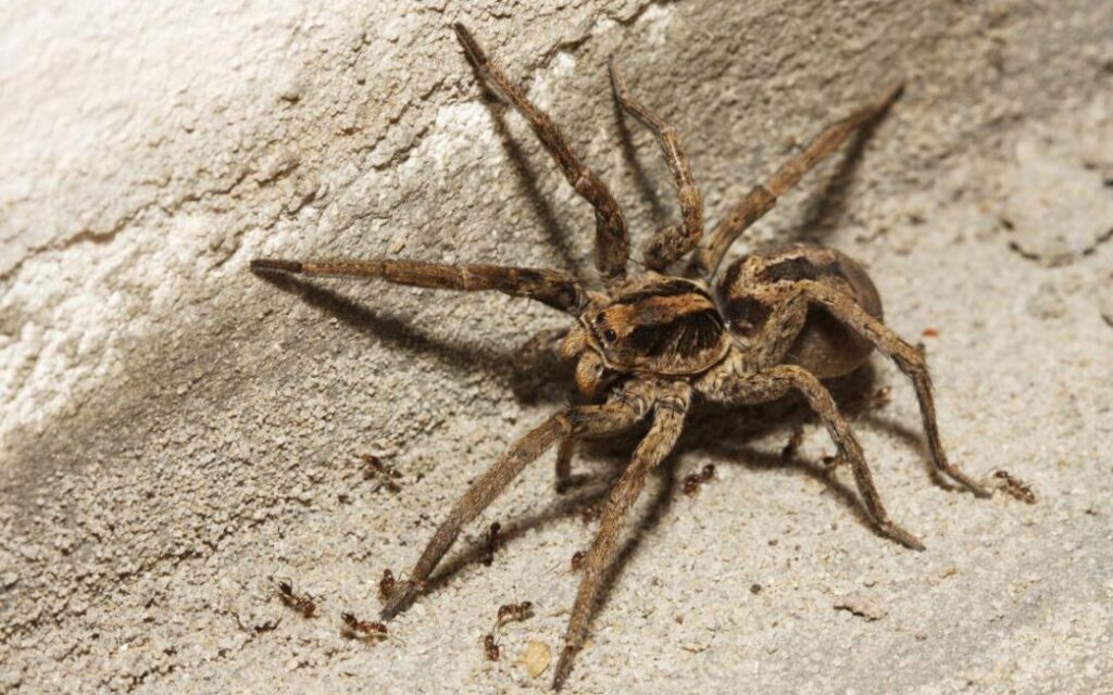 Why Oregon Wolf Spiders Are More Prevalent in Portland Homes This Season