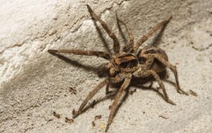 Why Oregon Wolf Spiders Are More Prevalent in Portland Homes This Season