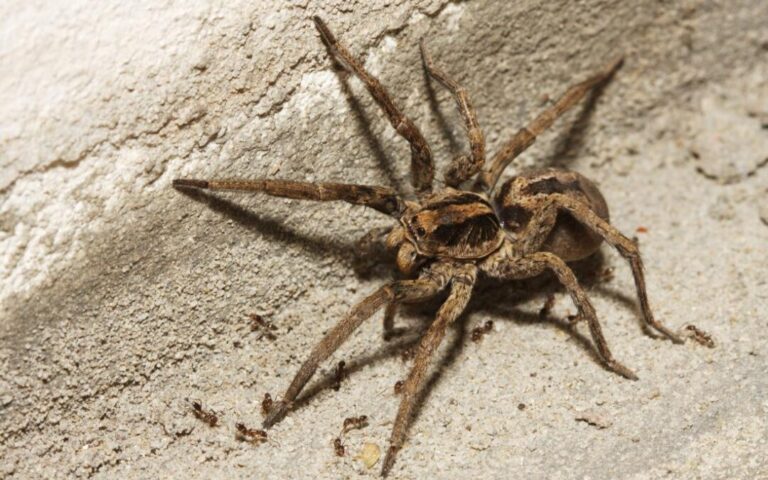 Why Oregon Wolf Spiders Are More Prevalent in Portland Homes This Season
